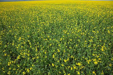 《怪物猎人：荒野》部分细节公开 装备道具等更多改动