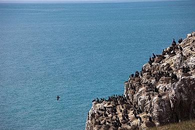 Steam喜加一 2D冒险游戏《香蕉地狱》免费领取